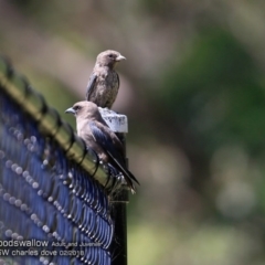 Artamus cyanopterus (Dusky Woodswallow) at Undefined - 4 Feb 2018 by CharlesDove