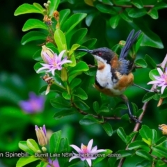 Acanthorhynchus tenuirostris (Eastern Spinebill) at Burrill Lake, NSW - 5 Feb 2018 by Charles Dove