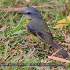 Eopsaltria australis (Eastern Yellow Robin) at Undefined - 5 Feb 2018 by CharlesDove