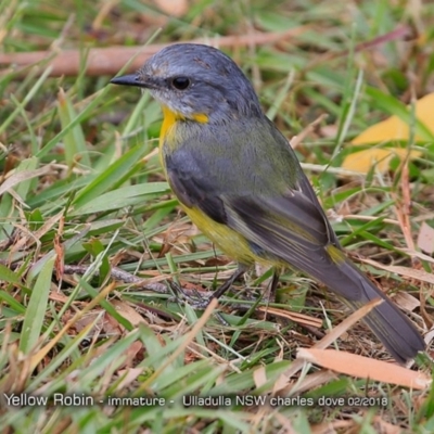 Eopsaltria australis (Eastern Yellow Robin) at Undefined - 5 Feb 2018 by CharlesDove