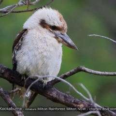 Dacelo novaeguineae (Laughing Kookaburra) at  - 5 Feb 2018 by CharlesDove