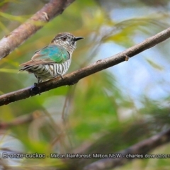 Chrysococcyx lucidus (Shining Bronze-Cuckoo) at  - 5 Feb 2018 by CharlesDove