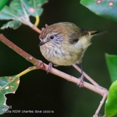 Acanthiza lineata (Striated Thornbill) at Ulladulla, NSW - 4 Feb 2018 by CharlesDove