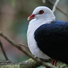 Columba leucomela (White-headed Pigeon) at Ulladulla, NSW - 3 Feb 2018 by Charles Dove