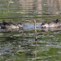 Anas gracilis (Grey Teal) at Bermagui, NSW - 3 Oct 2015 by HarveyPerkins