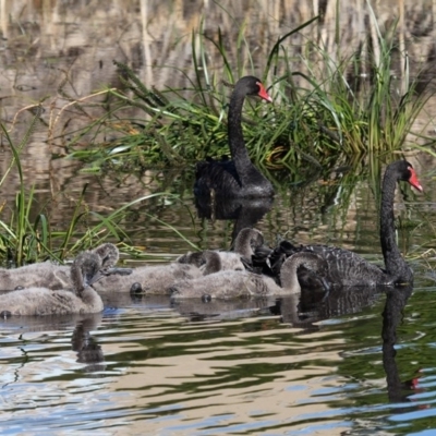 Cygnus atratus (Black Swan) at Bermagui, NSW - 3 Oct 2015 by HarveyPerkins