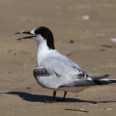 Sterna striata (White-fronted Tern) at Bermagui, NSW - 3 Oct 2015 by HarveyPerkins
