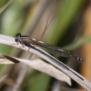 Xanthagrion erythroneurum at Wallaga Lake, NSW - 3 Oct 2015 01:08 PM