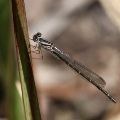 Xanthagrion erythroneurum (Red & Blue Damsel) at Wallaga Lake, NSW - 3 Oct 2015 by HarveyPerkins