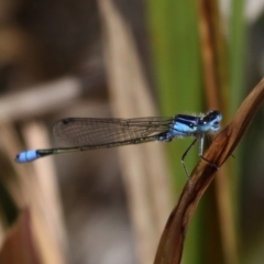 Ischnura heterosticta (Common Bluetail Damselfly) at Wallaga Lake, NSW - 3 Oct 2015 by HarveyPerkins