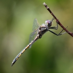 Hemicordulia tau (Tau Emerald) at Wallaga Lake, NSW - 3 Oct 2015 by HarveyPerkins