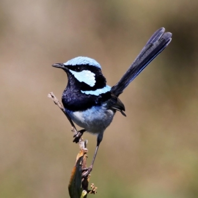 Malurus cyaneus (Superb Fairywren) at Bermagui, NSW - 3 Oct 2015 by HarveyPerkins