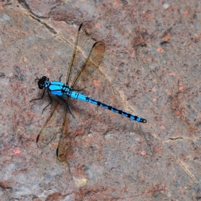 Diphlebia nymphoides (Arrowhead Rockmaster) at Cotter River, ACT - 11 Jan 2009 by Harrisi