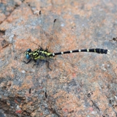 Hemigomphus heteroclytus (Stout Vicetail) at Cotter River, ACT - 11 Jan 2009 by Harrisi