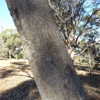Eucalyptus albens (White Box) at Mount Majura - 8 May 2018 by waltraud