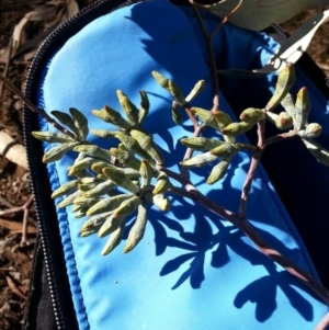 Eucalyptus albens at Mount Majura - 9 May 2018