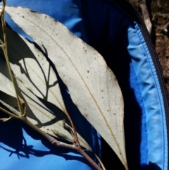 Eucalyptus albens at Mount Majura - 9 May 2018