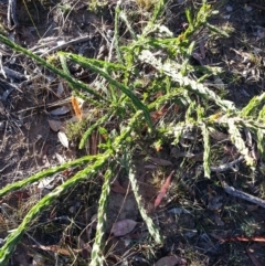 Acacia paradoxa (Kangaroo Thorn) at Hackett, ACT - 9 May 2018 by waltraud