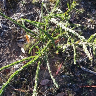 Acacia paradoxa (Kangaroo Thorn) at Hackett, ACT - 9 May 2018 by waltraud