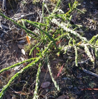 Acacia paradoxa (Kangaroo Thorn) at Hackett, ACT - 8 May 2018 by waltraud