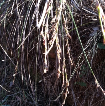 Lepidosperma laterale (Variable Sword Sedge) at Canberra Central, ACT - 9 May 2018 by waltraud