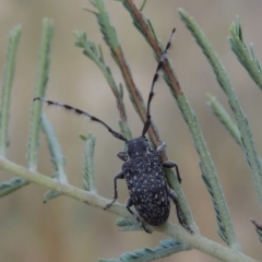 Ancita sp. (genus) (Longicorn or longhorn beetle) at Paddys River, ACT - 9 Apr 2018 by michaelb