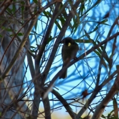 Meliphaga lewinii (Lewin's Honeyeater) at Bournda, NSW - 5 May 2018 by RossMannell