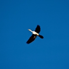 Microcarbo melanoleucos (Little Pied Cormorant) at Bournda, NSW - 5 May 2018 by RossMannell