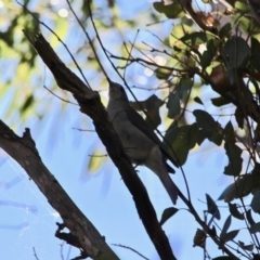 Colluricincla harmonica (Grey Shrikethrush) at Bournda, NSW - 5 May 2018 by RossMannell