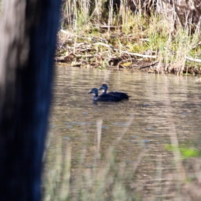 Anas superciliosa (Pacific Black Duck) at Bournda, NSW - 4 May 2018 by RossMannell