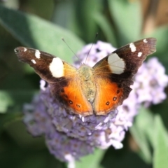 Vanessa itea (Yellow Admiral) at Cobargo, NSW - 4 Oct 2015 by HarveyPerkins