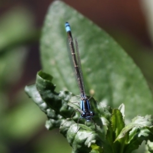 Ischnura heterosticta at Yowrie, NSW - 4 Oct 2015 12:12 PM