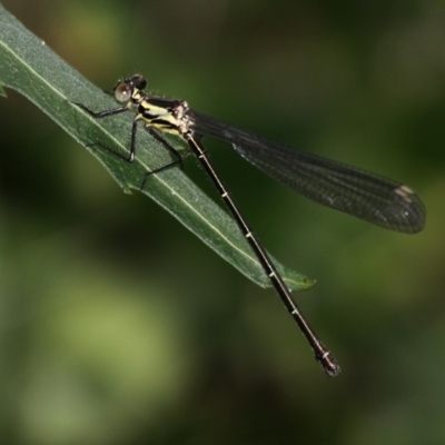 Austroargiolestes icteromelas icteromelas (Common Flatwing) at Yowrie, NSW - 4 Oct 2015 by HarveyPerkins