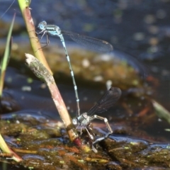 Austrolestes leda (Wandering Ringtail) at Cobargo, NSW - 3 Oct 2015 by HarveyPerkins