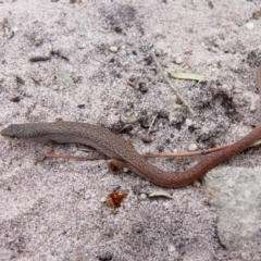 Saproscincus mustelinus (Weasel Skink) at Green Cape, NSW - 22 Dec 2008 by HarveyPerkins