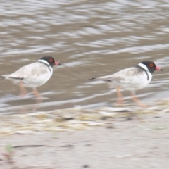 Charadrius rubricollis (Hooded Plover) at Green Cape, NSW - 22 Dec 2008 by HarveyPerkins