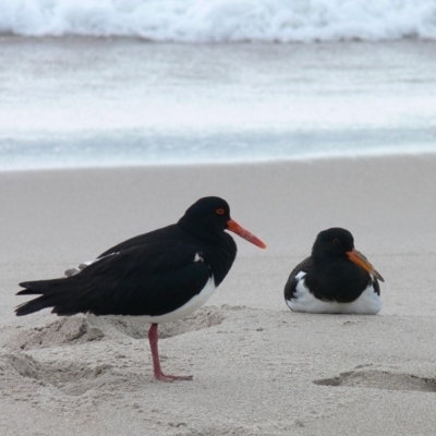 Haematopus longirostris (Australian Pied Oystercatcher) at Green Cape, NSW - 23 Dec 2008 by HarveyPerkins