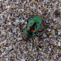 Scutiphora pedicellata (Metallic Jewel Bug) at Green Cape, NSW - 22 Dec 2008 by HarveyPerkins