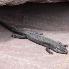 Egernia saxatilis intermedia (Black Rock Skink) at Green Cape, NSW - 23 Dec 2008 by HarveyPerkins