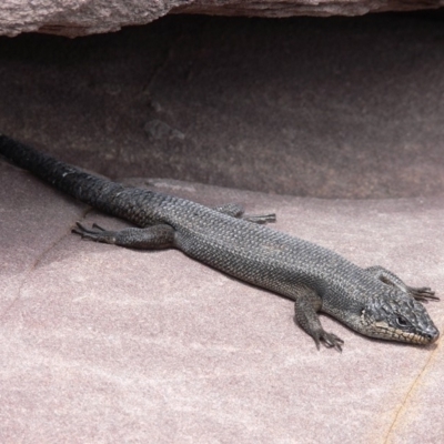 Egernia saxatilis intermedia (Black Rock Skink) at Green Cape, NSW - 22 Dec 2008 by HarveyPerkins