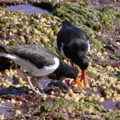 Haematopus longirostris (Australian Pied Oystercatcher) at Green Cape, NSW - 25 Dec 2008 by HarveyPerkins