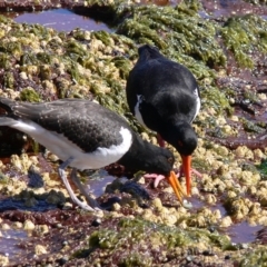 Haematopus longirostris (Australian Pied Oystercatcher) at Green Cape, NSW - 24 Dec 2008 by HarveyPerkins