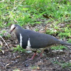 Leucosarcia melanoleuca (Wonga Pigeon) at Green Cape, NSW - 25 Dec 2008 by HarveyPerkins