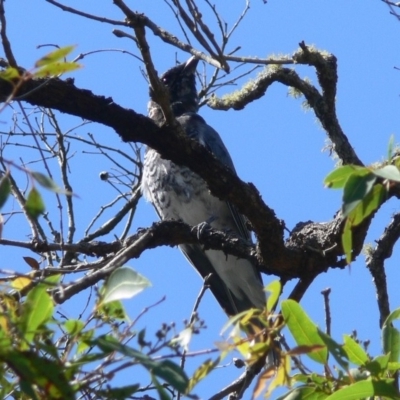 Coracina papuensis (White-bellied Cuckooshrike) at Green Cape, NSW - 25 Dec 2008 by HarveyPerkins