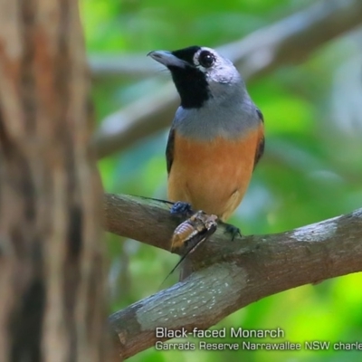 Monarcha melanopsis (Black-faced Monarch) at Garrads Reserve Narrawallee - 5 Feb 2018 by Charles Dove