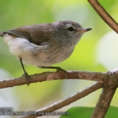 Gerygone mouki (Brown Gerygone) at Garrads Reserve Narrawallee - 5 Feb 2018 by Charles Dove