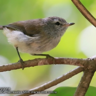 Gerygone mouki (Brown Gerygone) at Garrads Reserve Narrawallee - 5 Feb 2018 by Charles Dove