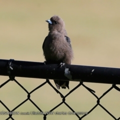 Artamus cyanopterus (Dusky Woodswallow) at Undefined - 4 Feb 2018 by CharlesDove