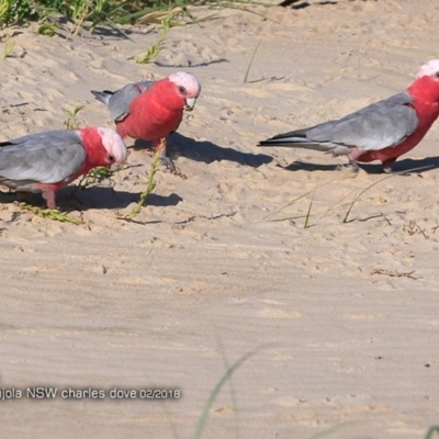 Eolophus roseicapilla (Galah) at Conjola Bushcare - 11 Feb 2018 by CharlesDove