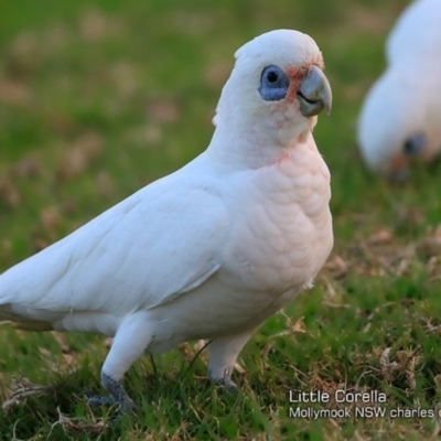 Cacatua sanguinea (Little Corella) at Undefined - 12 Feb 2018 by CharlesDove